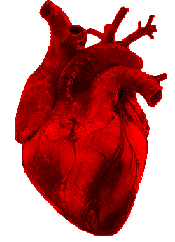 Heart